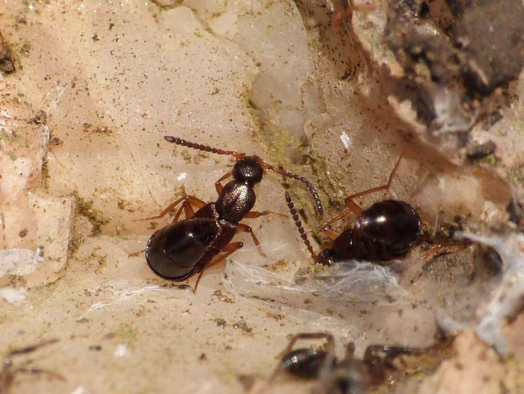 Drusilla cfr. canaliculata (Staphylinidae)